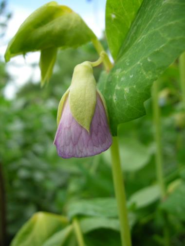 Billede af blomst